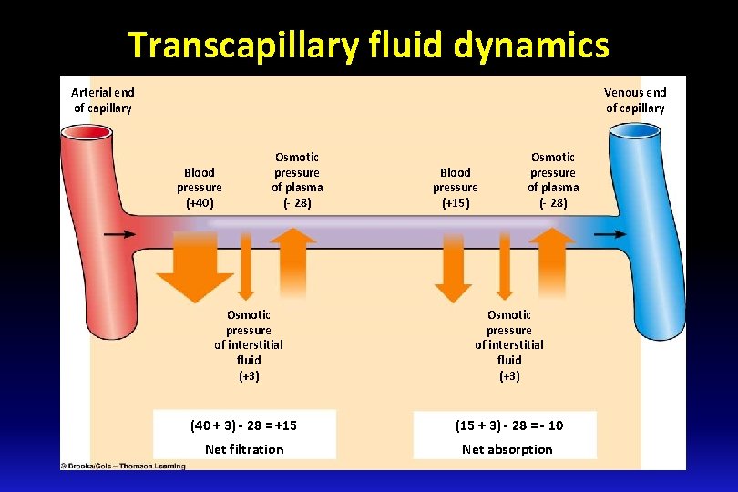 Transcapillary fluid dynamics Arterial end of capillary Venous end of capillary Blood pressure (+40)