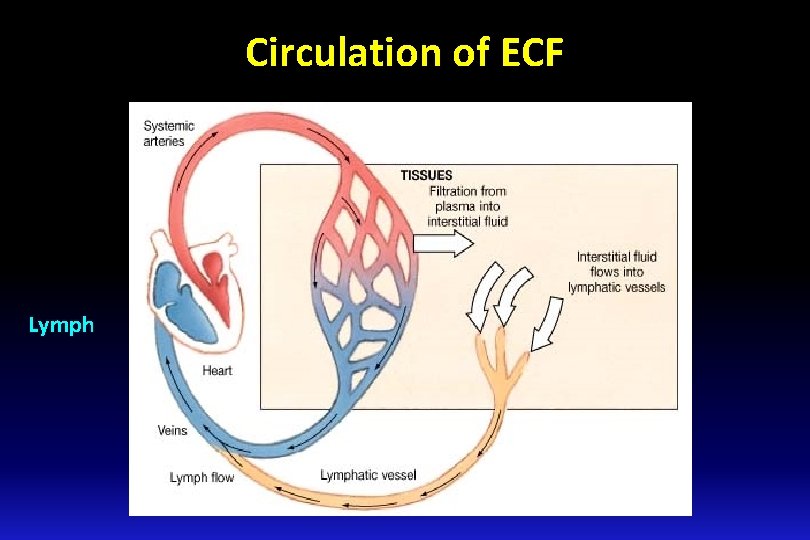 Circulation of ECF Lymph Circulation of ECF Lymph