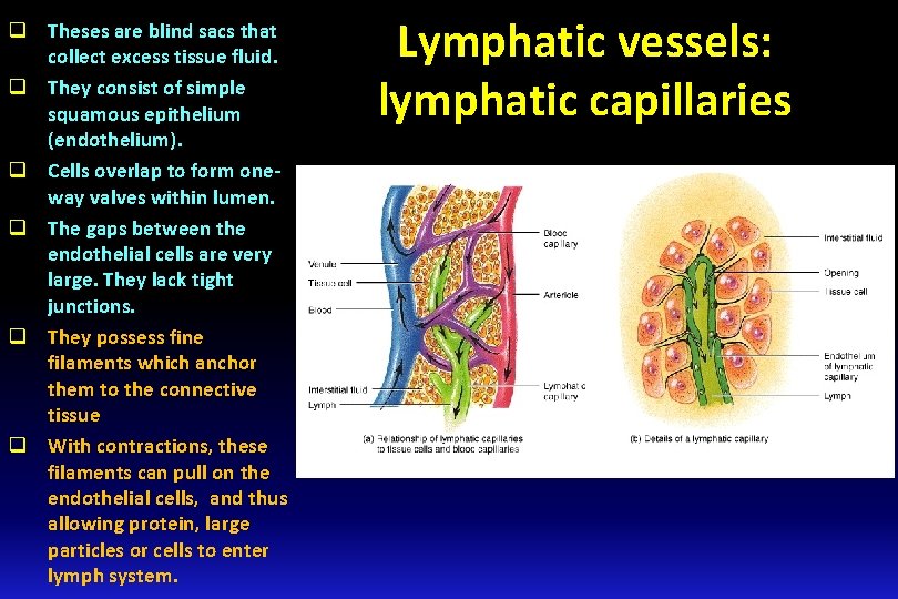 q Theses are blind sacs that collect excess tissue fluid. q They consist of