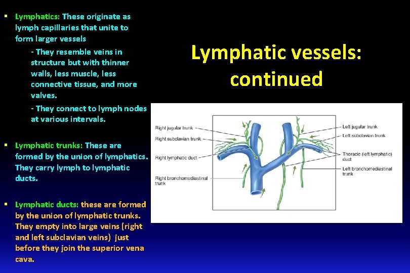 § Lymphatics: These originate as lymph capillaries that unite to form larger vessels -