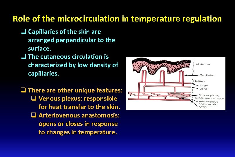 Role of the microcirculation in temperature regulation q Capillaries of the skin are arranged