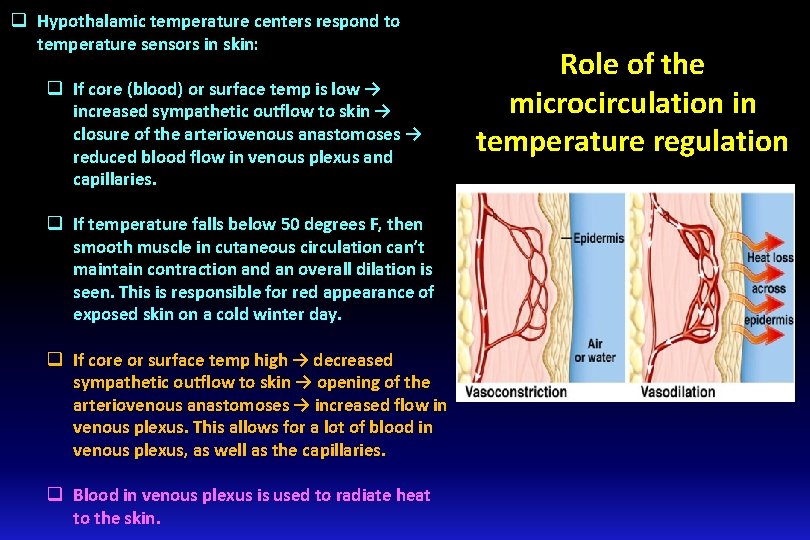 q Hypothalamic temperature centers respond to temperature sensors in skin: q If core (blood)
