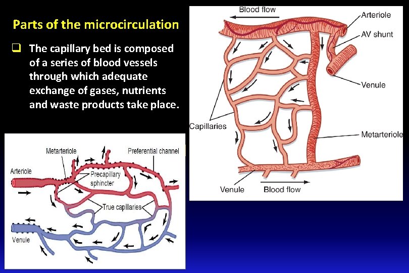 Parts of the microcirculation q The capillary bed is composed of a series of