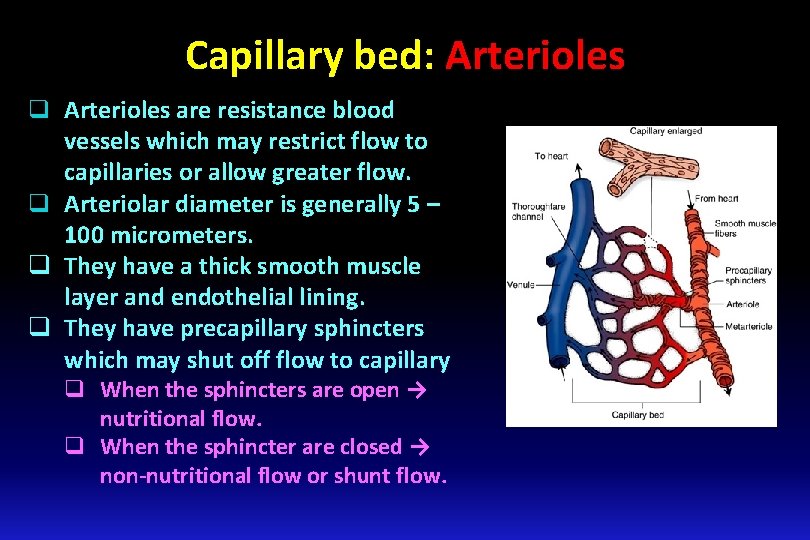 Capillary bed: Arterioles q Arterioles are resistance blood vessels which may restrict flow to