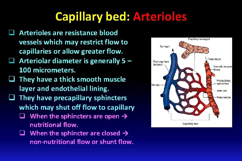 Capillary bed: Arterioles q Arterioles are resistance blood vessels which may restrict flow to Capillary bed: Arterioles q Arterioles are resistance blood vessels which may restrict flow to