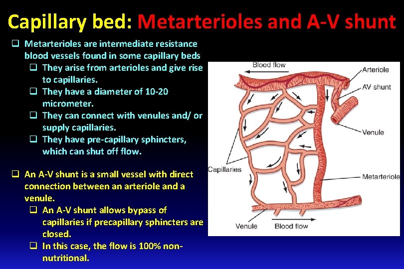 Capillary bed: Metarterioles and A-V shunt q Metarterioles are intermediate resistance blood vessels found