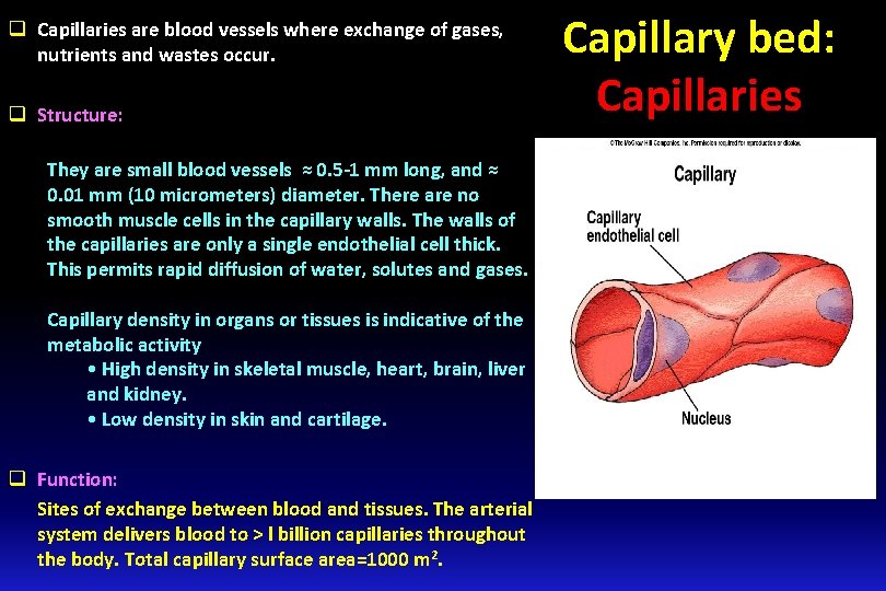 q Capillaries are blood vessels where exchange of gases, nutrients and wastes occur. q