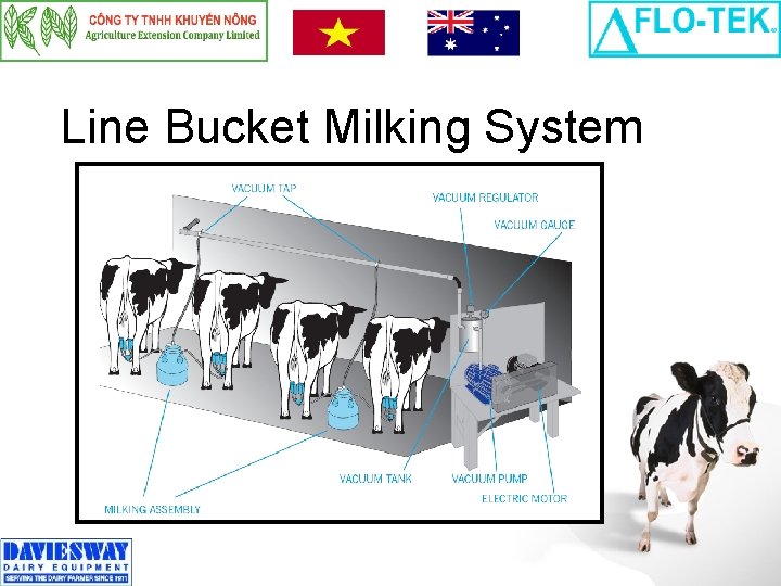Line Bucket Milking System 