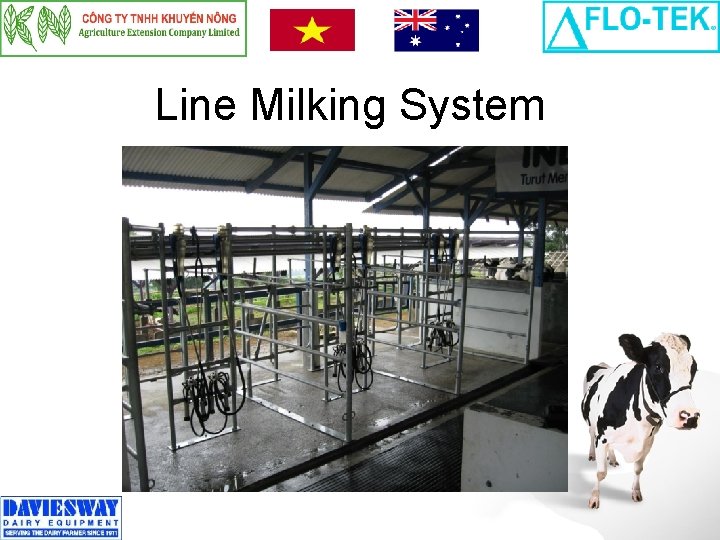 Line Milking System 