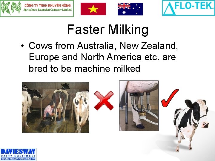 Faster Milking • Cows from Australia, New Zealand, Europe and North America etc. are