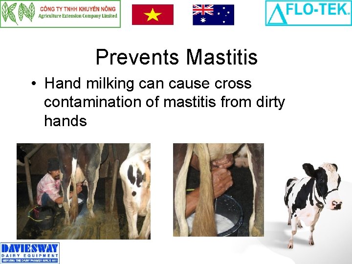 Prevents Mastitis • Hand milking can cause cross contamination of mastitis from dirty hands