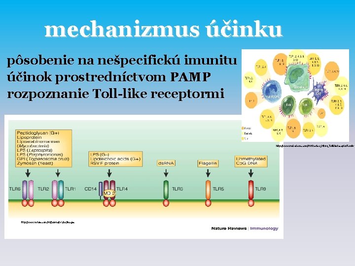 mechanizmus účinku pôsobenie na nešpecifickú imunitu účinok prostredníctvom PAMP rozpoznanie Toll-like receptormi http: //www.