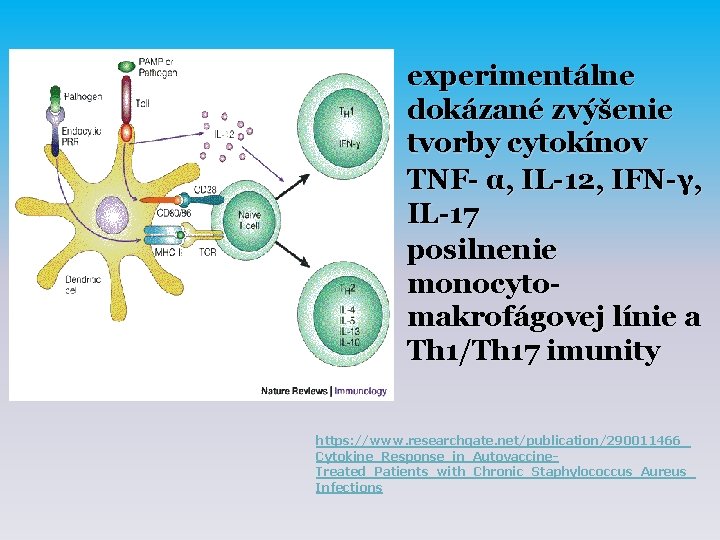 experimentálne dokázané zvýšenie tvorby cytokínov TNF- α, IL-12, IFN-γ, IL-17 posilnenie monocytomakrofágovej línie a