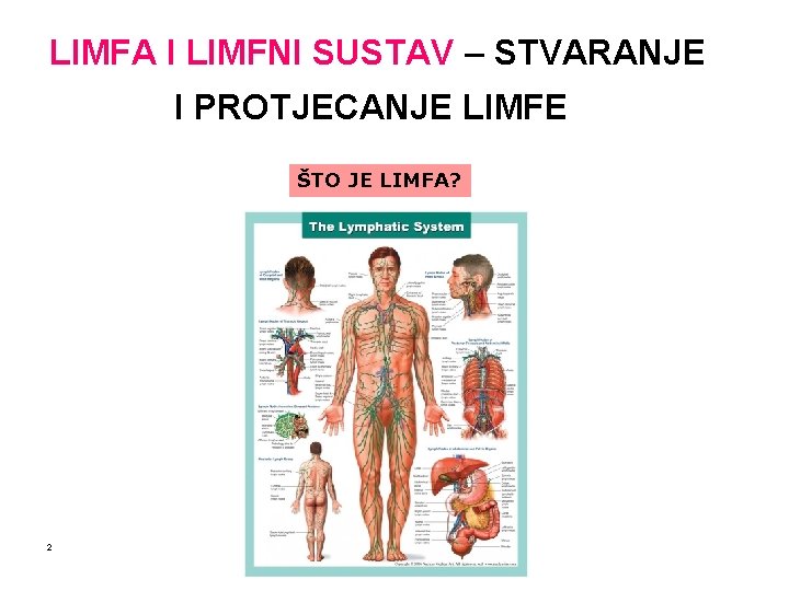 LIMFA I LIMFNI SUSTAV – STVARANJE I PROTJECANJE LIMFE ŠTO JE LIMFA? 2 