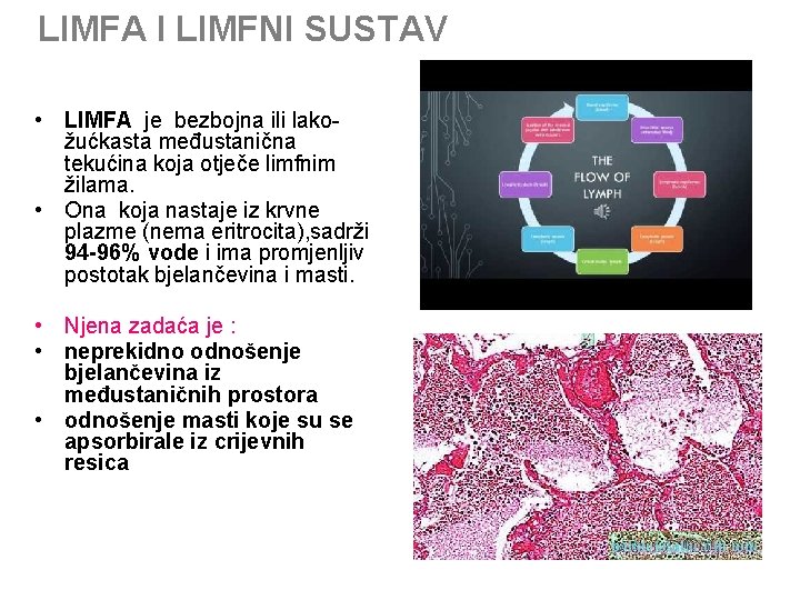 LIMFA I LIMFNI SUSTAV • • • LIMFA je bezbojna ili lakožućkasta međustanična tekućina