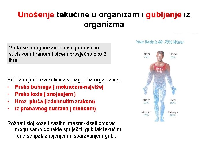 Unošenje tekućine u organizam i gubljenje iz organizma Voda se u organizam unosi probavnim