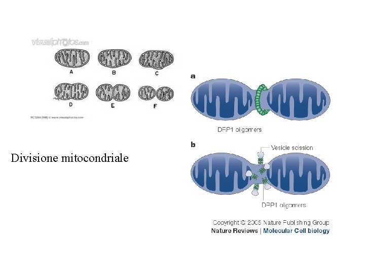 Divisione mitocondriale 