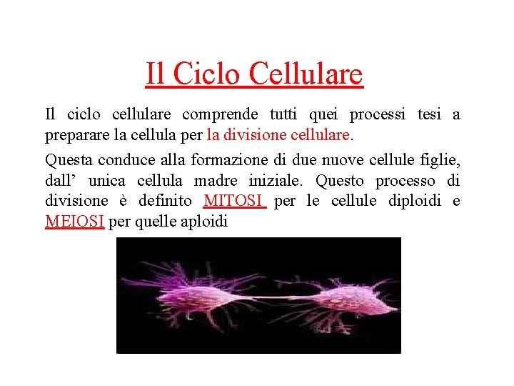 Il Ciclo Cellulare Il ciclo cellulare comprende tutti quei processi tesi a preparare la