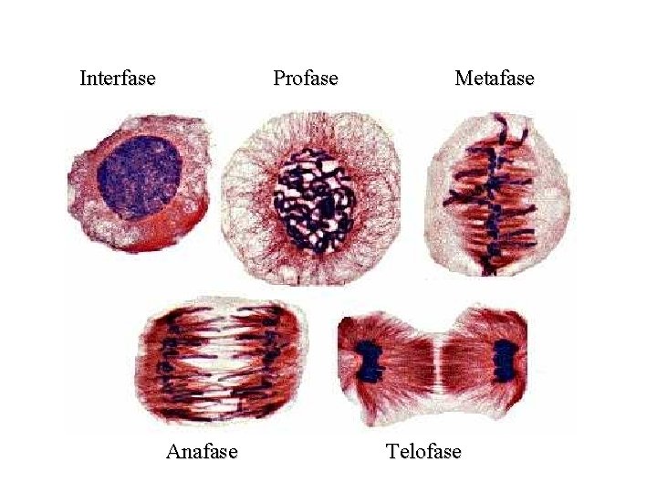 Interfase Profase Anafase Metafase Telofase 