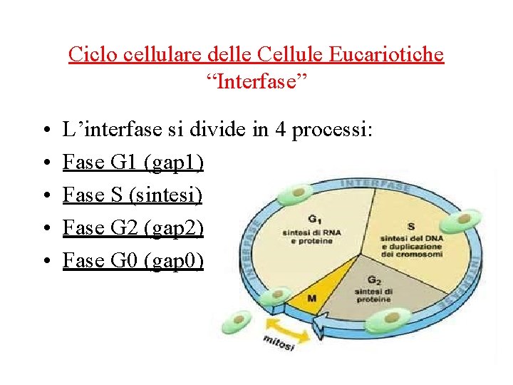 Ciclo cellulare delle Cellule Eucariotiche “Interfase” • • • L’interfase si divide in 4