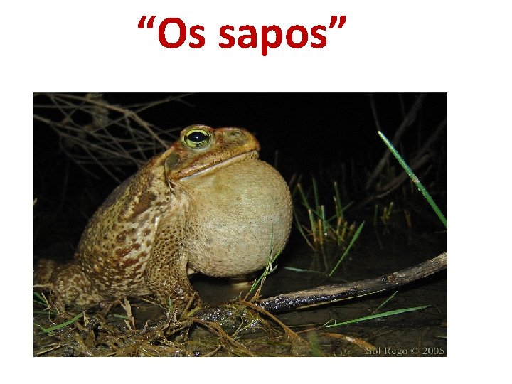 “Os sapos” 