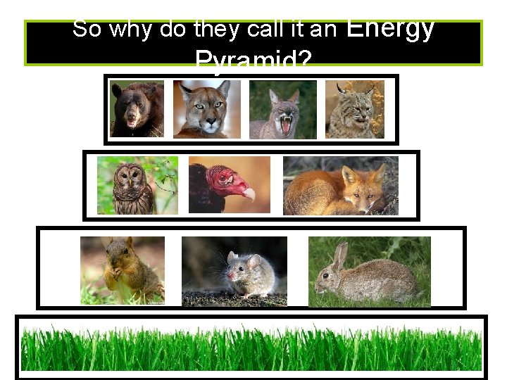 So why do they call it an Energy Pyramid? 