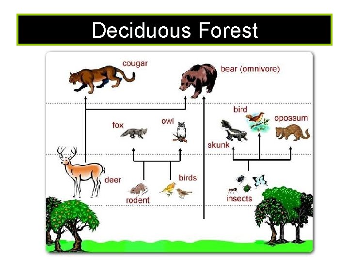 Deciduous Forest 