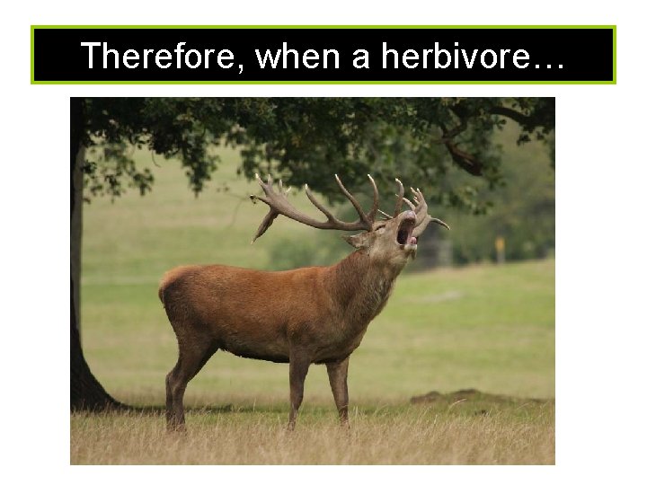 Therefore, when a herbivore… 