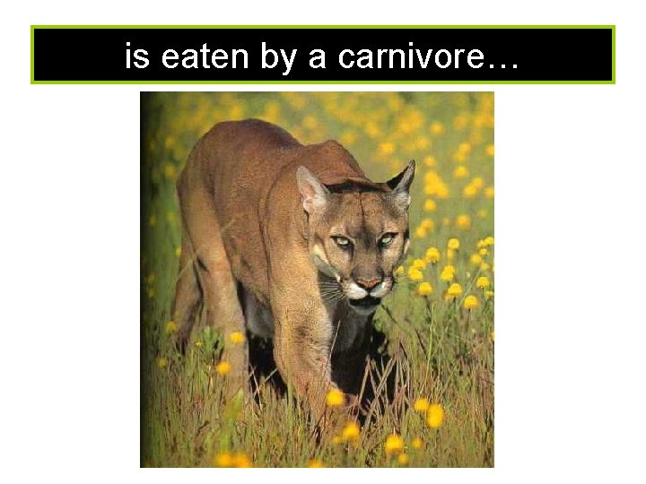 is eaten by a carnivore… 