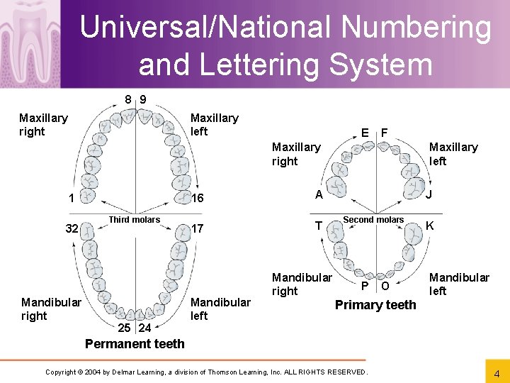 Universal/National Numbering and Lettering System 8 9 Maxillary right Maxillary left E F Maxillary