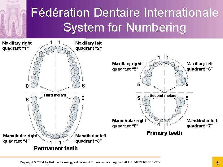 Fédération Dentaire Internationale System for Numbering 1 Maxillary right quadrant “ 1” 1 Maxillary