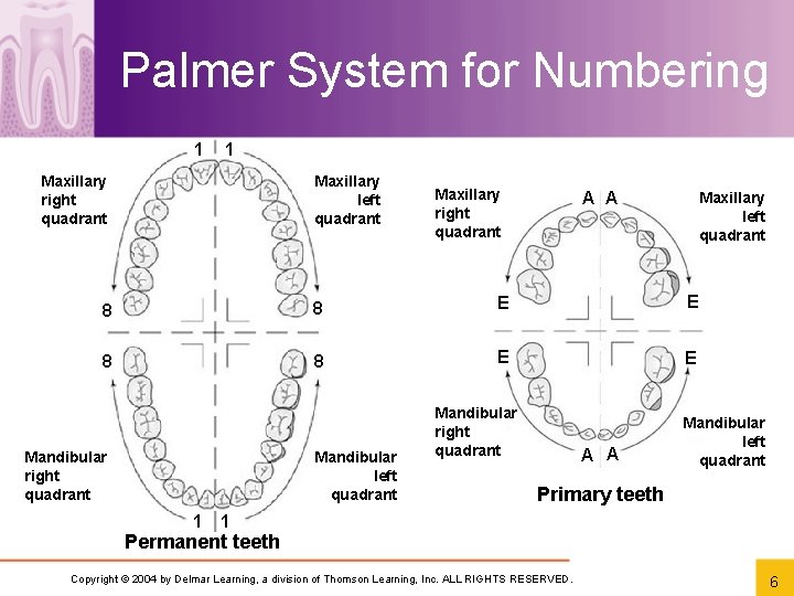 Palmer System for Numbering 1 1 Maxillary right quadrant Maxillary left quadrant Maxillary right