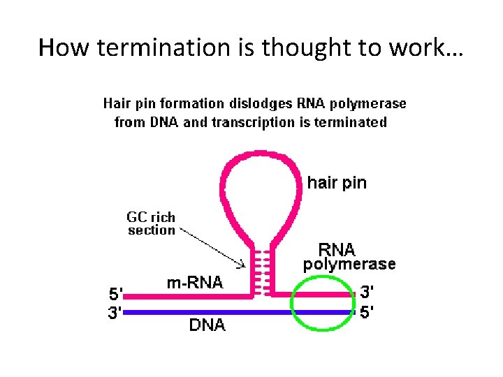 How termination is thought to work… 