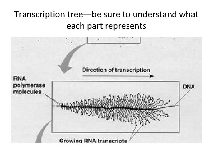 Transcription tree---be sure to understand what each part represents 