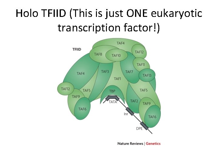 Holo TFIID (This is just ONE eukaryotic transcription factor!) 