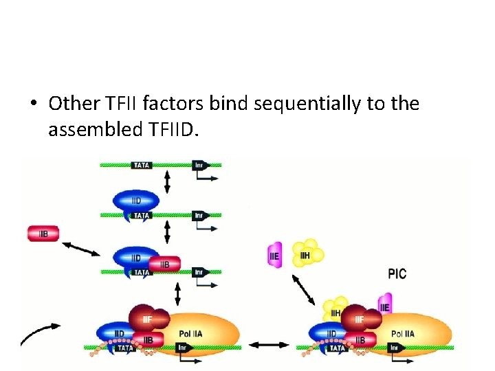  • Other TFII factors bind sequentially to the assembled TFIID. 