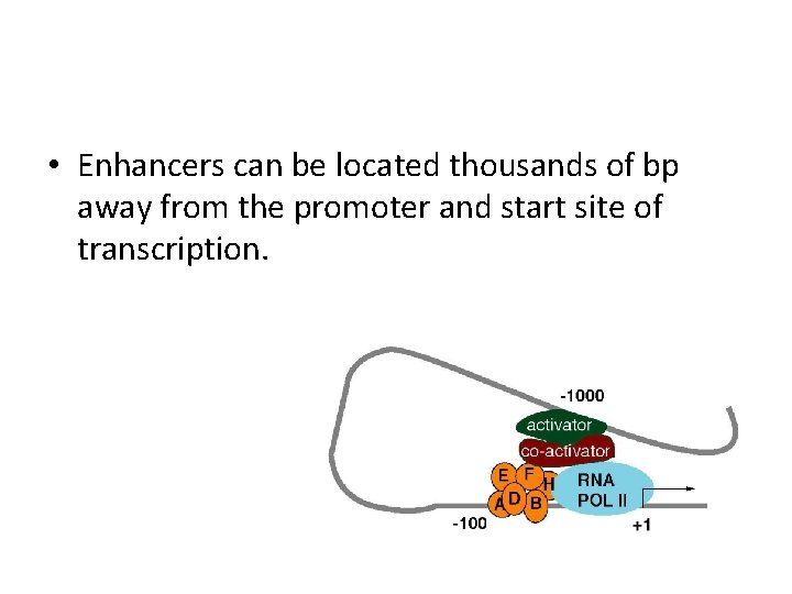  • Enhancers can be located thousands of bp away from the promoter and