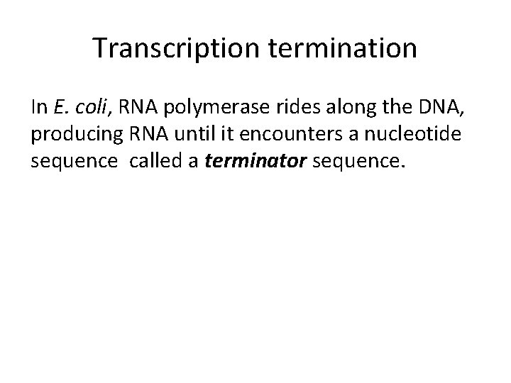 Transcription termination In E. coli, RNA polymerase rides along the DNA, producing RNA until