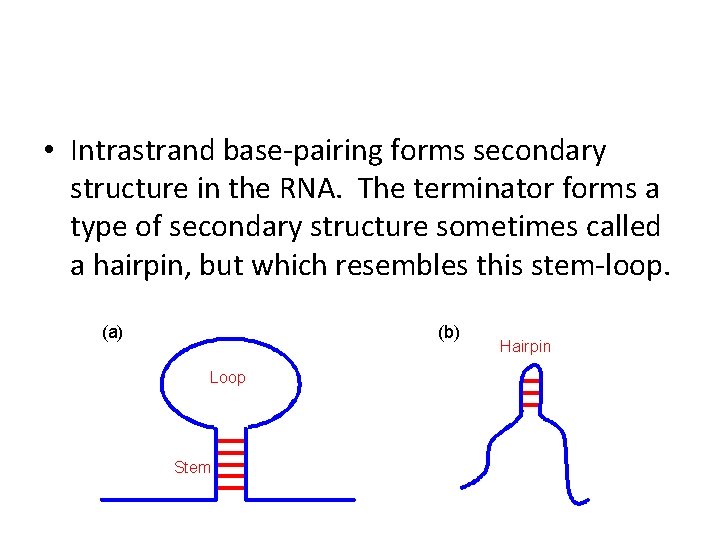  • Intrastrand base-pairing forms secondary structure in the RNA. The terminator forms a