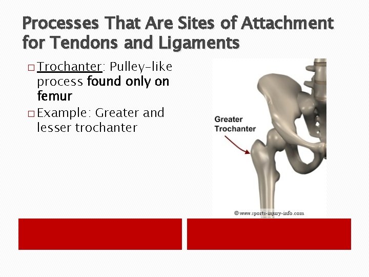 Processes That Are Sites of Attachment for Tendons and Ligaments � Trochanter: Pulley-like process