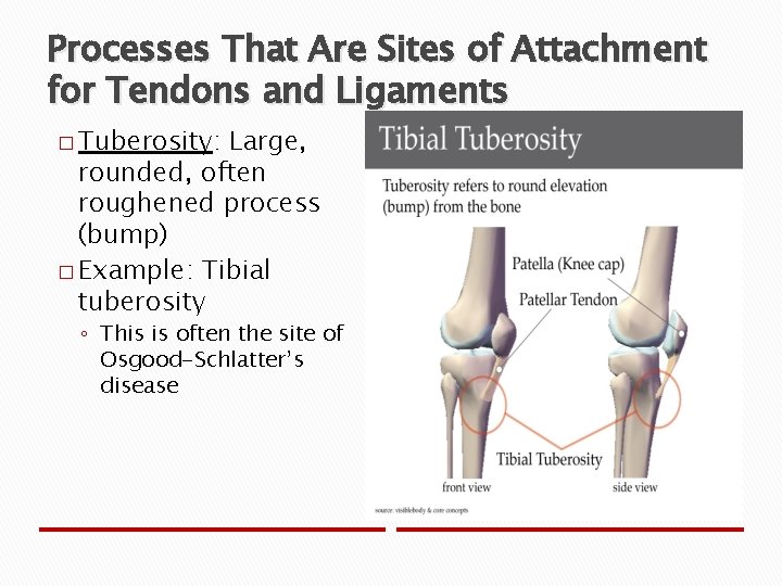Processes That Are Sites of Attachment for Tendons and Ligaments � Tuberosity: Large, rounded,