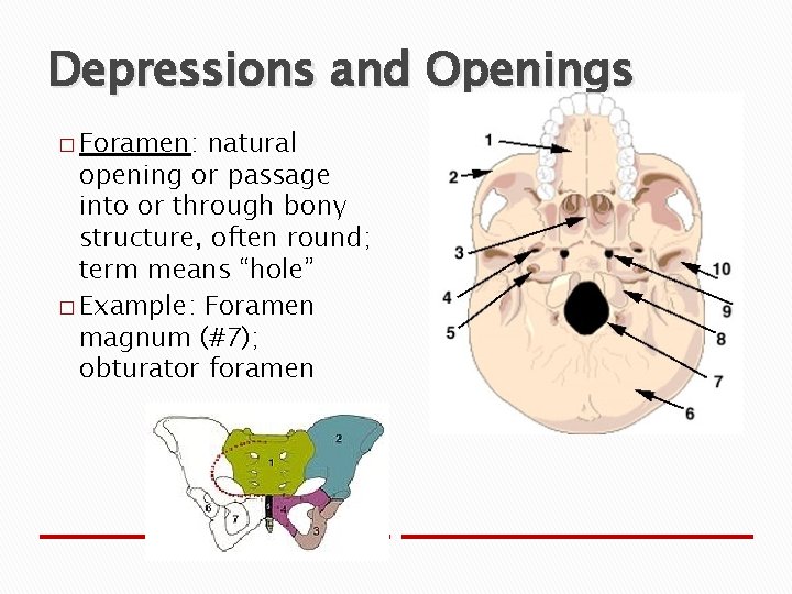 Depressions and Openings � Foramen: natural opening or passage into or through bony structure,