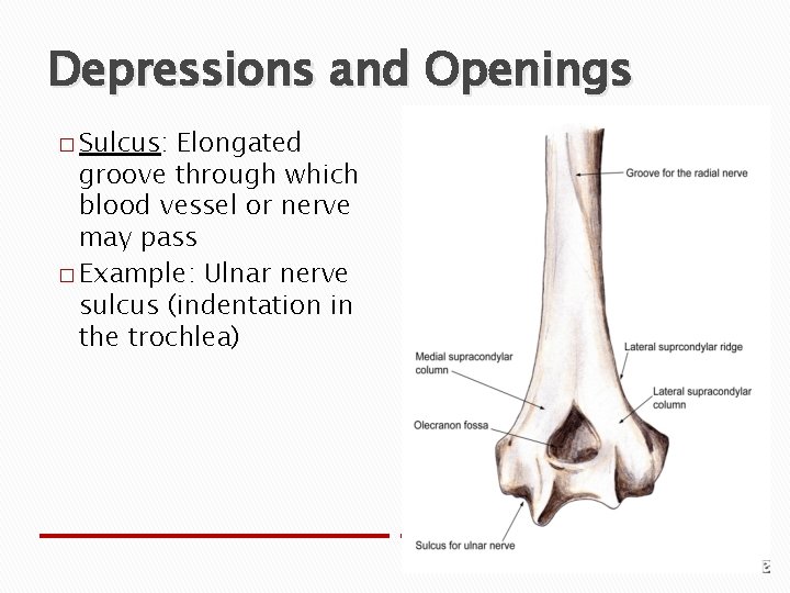 Depressions and Openings � Sulcus: Elongated groove through which blood vessel or nerve may