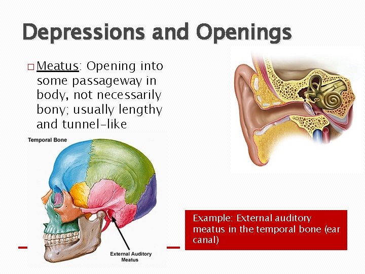 Depressions and Openings � Meatus: Opening into some passageway in body, not necessarily bony;