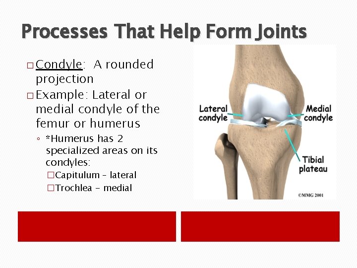 Processes That Help Form Joints � Condyle: A rounded projection � Example: Lateral or