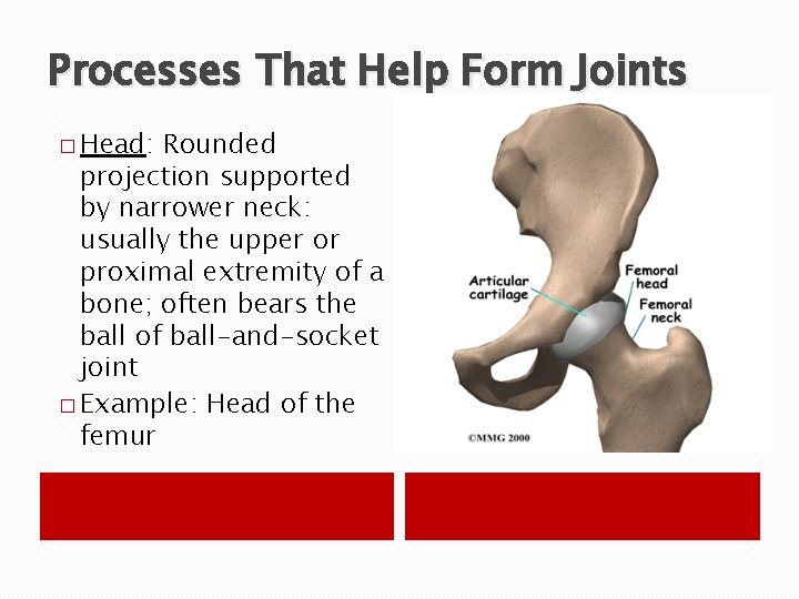 Processes That Help Form Joints � Head: Rounded projection supported by narrower neck: usually