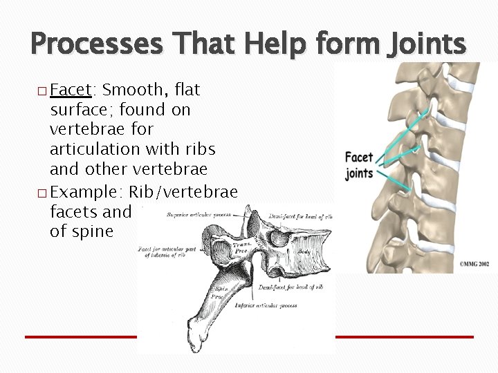 Processes That Help form Joints � Facet: Smooth, flat surface; found on vertebrae for