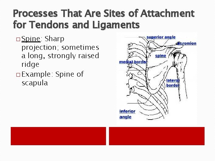 Processes That Are Sites of Attachment for Tendons and Ligaments � Spine: Sharp projection;