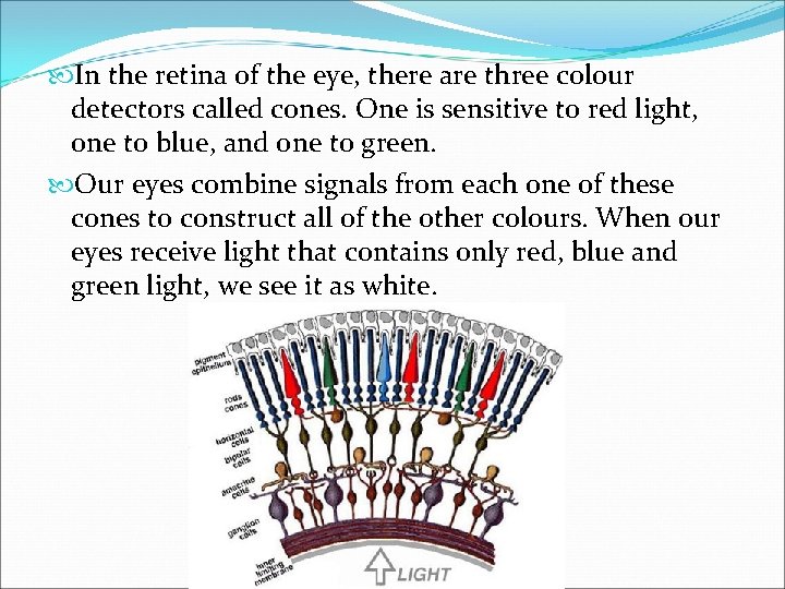  In the retina of the eye, there are three colour detectors called cones.