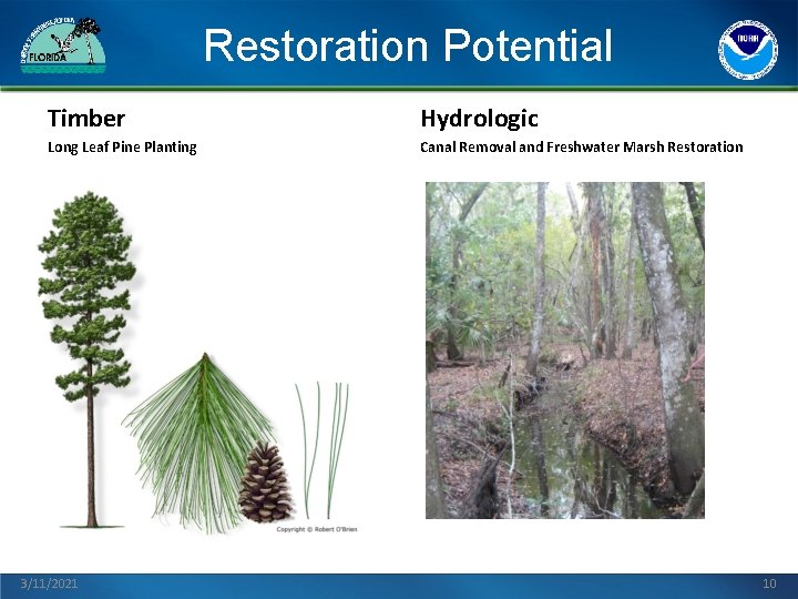 Restoration Potential Timber Hydrologic Long Leaf Pine Planting Canal Removal and Freshwater Marsh Restoration